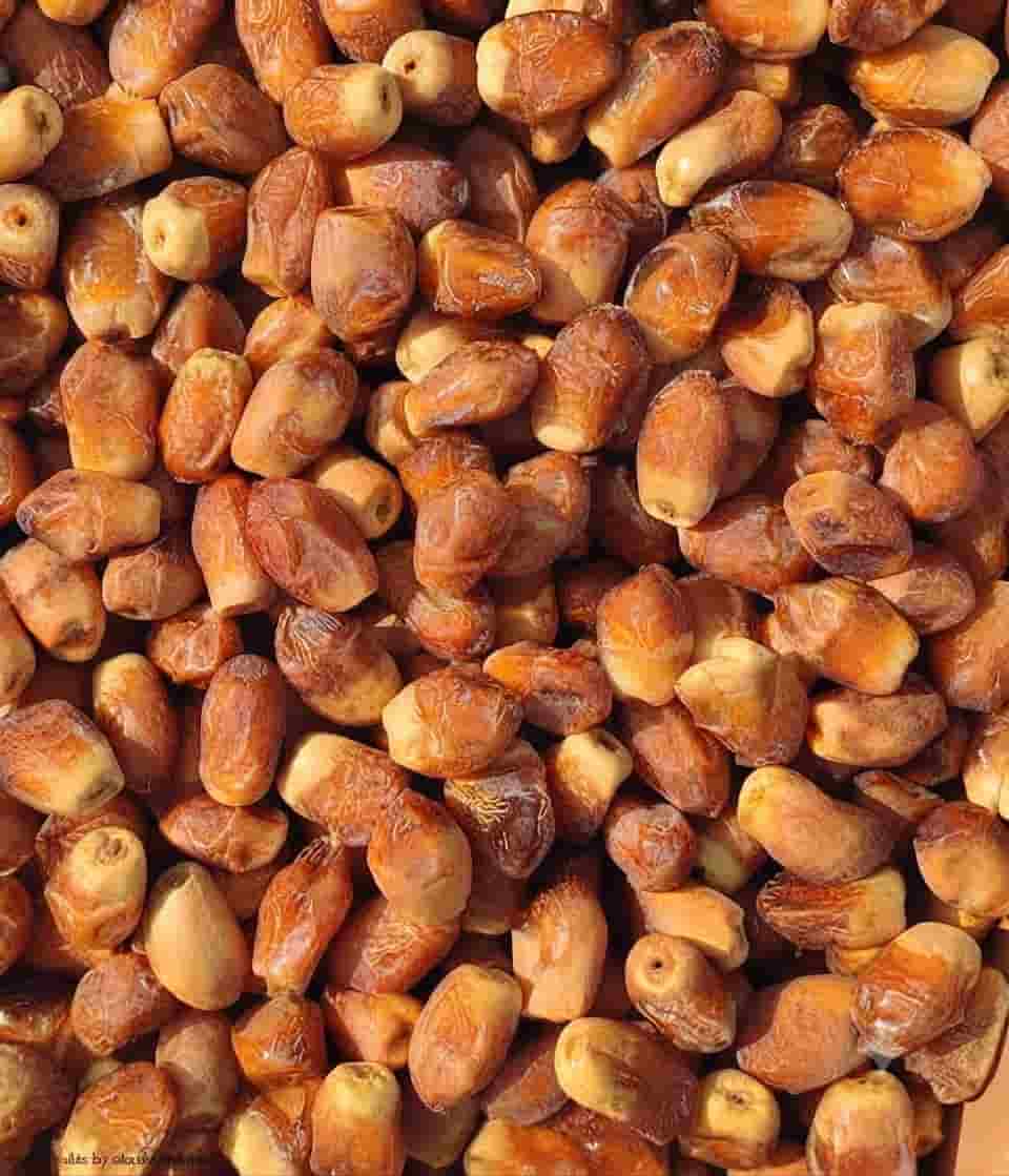 خرما زاهدی فله با بسته‌بندی ساده و آماده عرضه